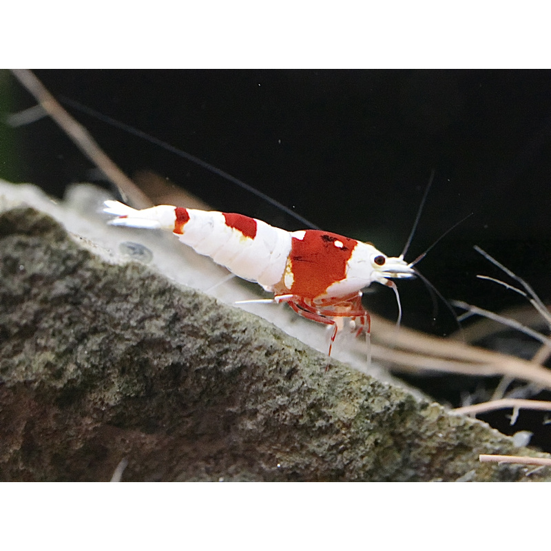 10+ 1 Pure red line shrimp. No entry patterns.