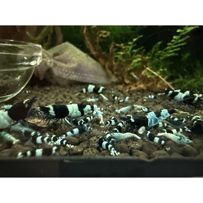 10+ 1 black panda shrimps