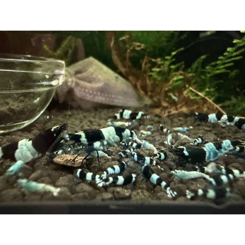 10+ 1 black panda shrimps