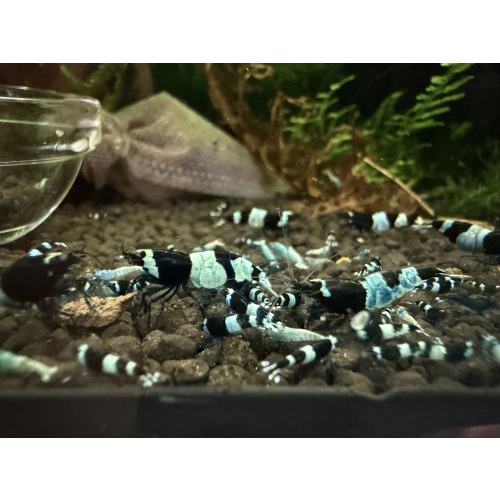 10+ 1 black panda shrimps