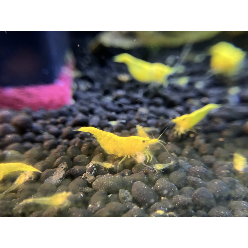 10 Yellow Cherry Shrimp Goldenback Neocaridina 2 Extra