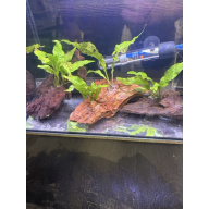 Java fern on Bogwood