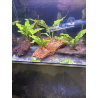 Java fern on Bogwood