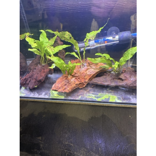 Java fern on Bogwood