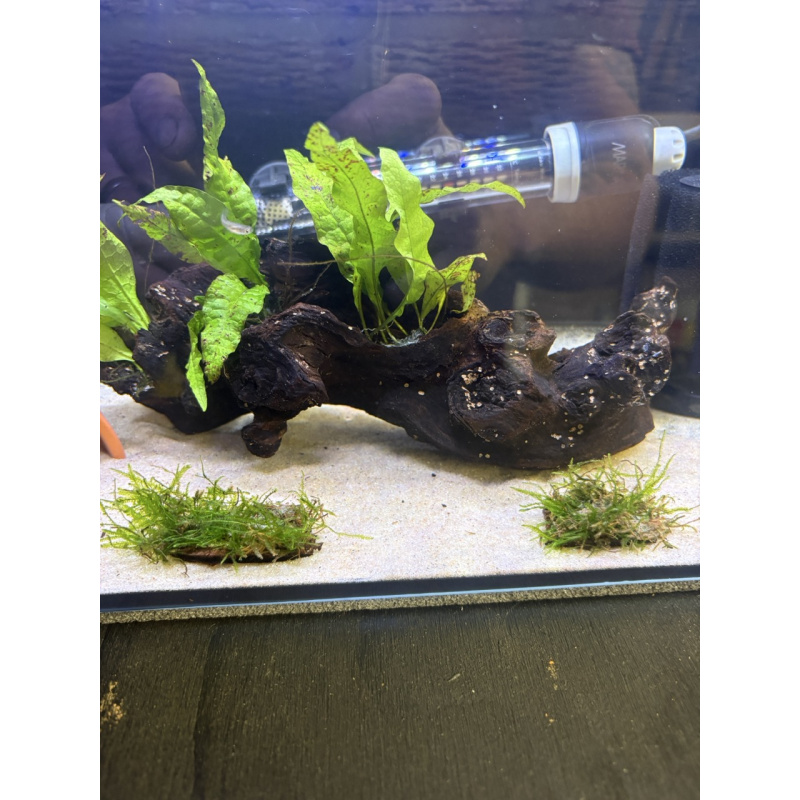Java fern on Bogwood