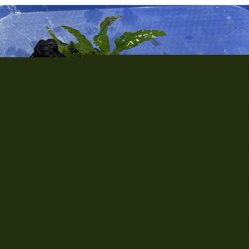 Java fern on Bogwood