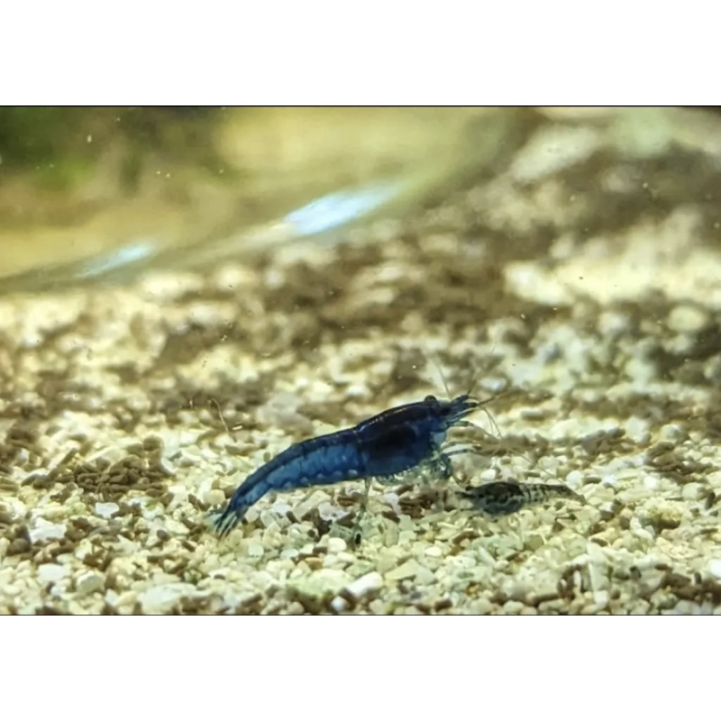 10 x Luminous Blue Neocaridina Shrimp – Stunning Live Freshwater Shrimp