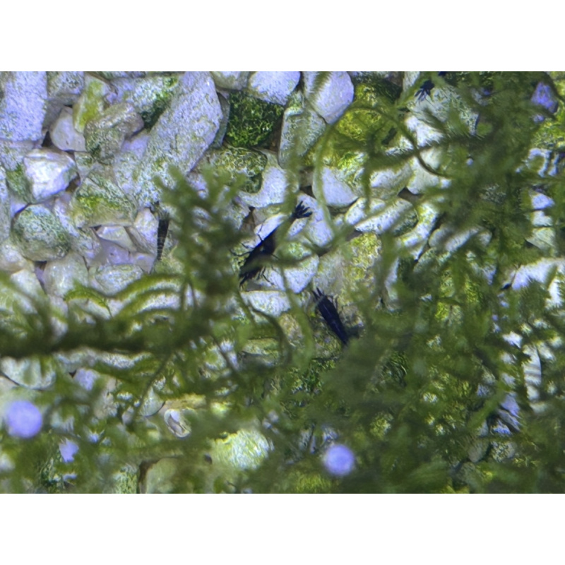 10 x Luminous Blue Neocaridina Shrimp – Stunning Live Freshwater Shrimp