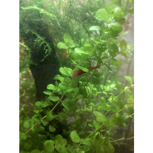 10 Medium grade red cherry shrimp