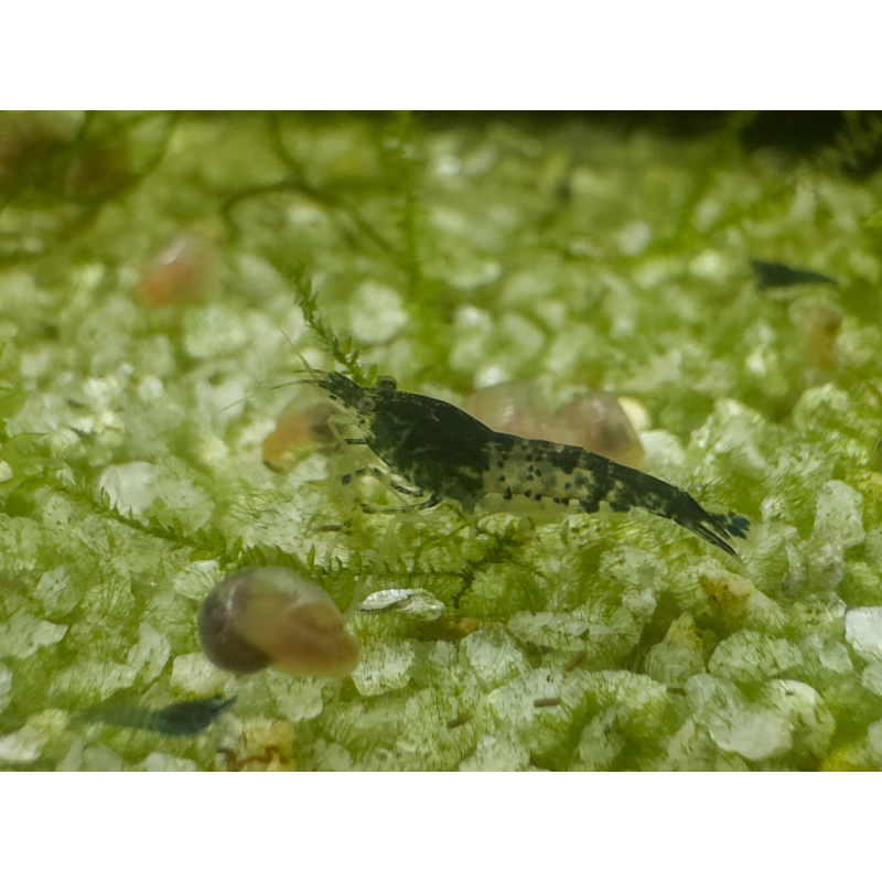 7 +3 Mixed Grade Blue Carbon Rili