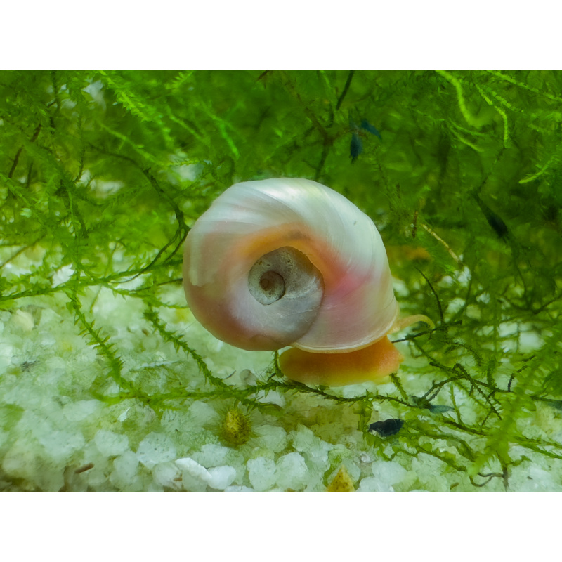 £5/5 Pearl Ramshorn Snails