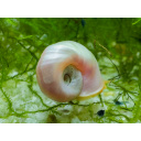 10 + 2 Pearl Ramshorn Snails – UK Bred – Hardy Healthy Stock