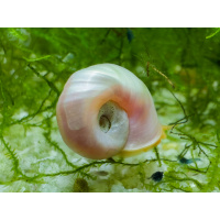 £5/5 Pearl Ramshorn Snails