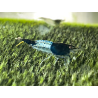 7 +3 Mixed Grade Blue Carbon Rili