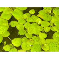 Dwarf Water Lettuce Pistia Stratiotes (floating plant)