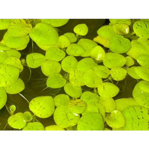 Dwarf Water Lettuce Pistia Stratiotes (floating plant)