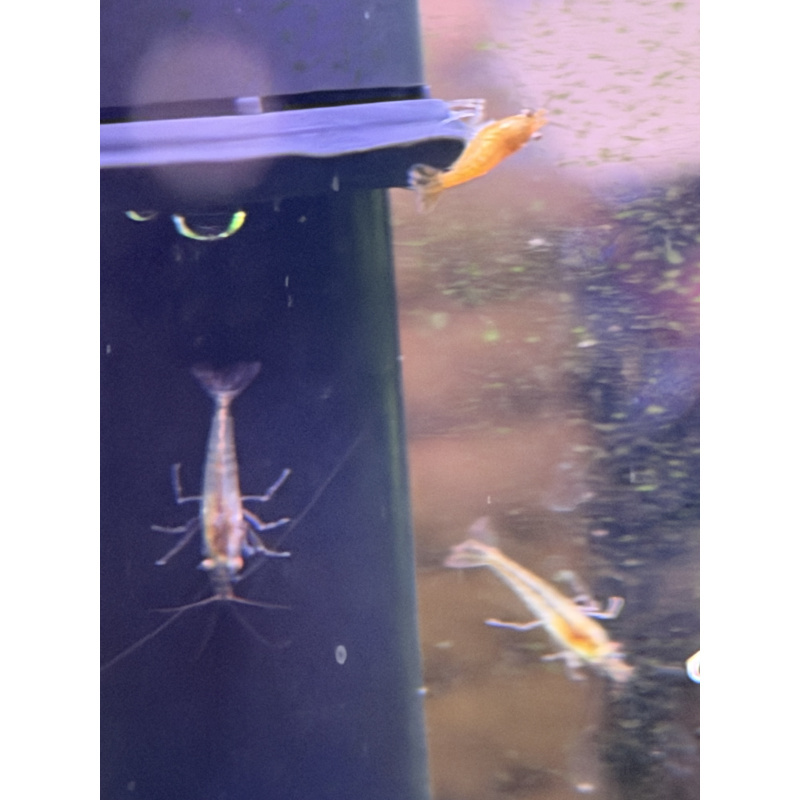 10 Runt Dont be a shrimp racist