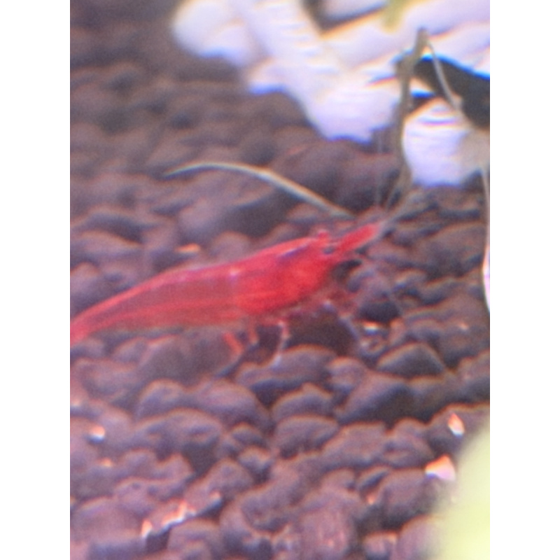 red shrimp