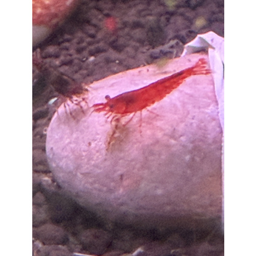 red shrimp