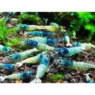 10 X BLUE BOLT caridina Freshwater aquarium shrimp Size approx 1 CM - PLUS 2 EXTRA (DOA)