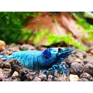 5 X BLUE BOLT HIGH GRADE Caridina Freshwater aquarium shrimp Size approx 1 CM