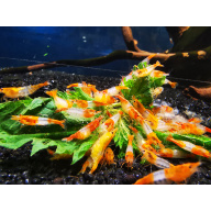 10 X ORANGE RILI Neocaridina Freshwater aquarium shrimp Size approx 1.5 - 2.0 PLUS 2 EXTRA (DOA)