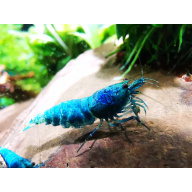 10 X BLUE BOLT HIGH GRADE caridina Freshwater aquarium shrimp Size approx 1 CM - PLUS 2 EXTRA (DOA)