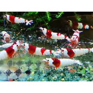 10 X RED CRYSTAL Freshwater aquarium shrimp Size approx 1 CM - PLUS 2 EXTRA (DOA)