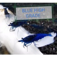 10 X BLUE VELVET Neocaridina Freshwater aquarium shrimp Size approx 1.5 - 2.0 PLUS 2 EXTRA (DOA)