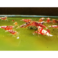 10 X GALAXY RED caridina Freshwater aquarium shrimp Size approx 1 CM - PLUS 2 EXTRA (DOA)