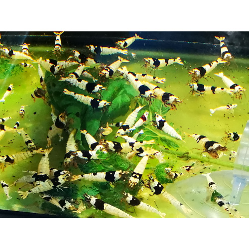 5 X caridina BLACK CRYSTAL Freshwater aquarium shrimp Size approx 1 CM