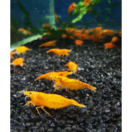 5 X ORANGE Neocaridina Freshwater aquarium shrimp Size approx 1.5 - 2.0 CM