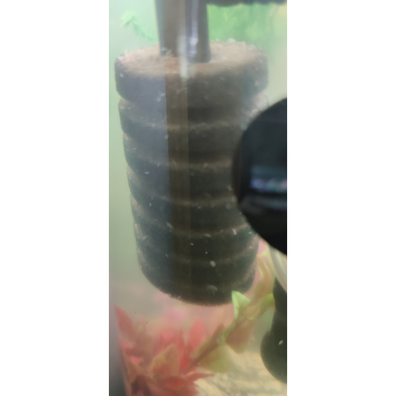 30+ Live Fresh Water Gammarus Shrimp/Scuds - Hyalella Azteca Variety 3–8 mm