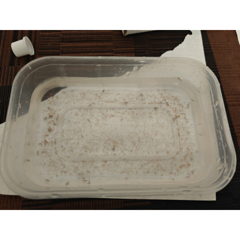 30+ Live Fresh Water Gammarus Shrimp/Scuds - Hyalella Azteca Variety 3–8 mm