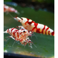 10 X GALAXY RED FANCY TIGER Caridina Freshwater aquarium shrimp Size approx 1 CM - PLUS 2 EXTRA (DOA)