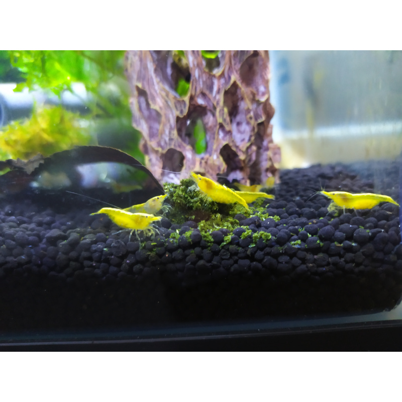 10+1  Yellow Golden Back Neocaridina Cherry Shrimp
