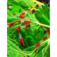 10 X RED RILI Neocaridina Freshwater aquarium shrimp Size approx 1.5 - 2.0 CM - PLUS 2 EXTRA ( DOA)