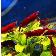 10 X BLOODY MARY Neocaridina Freshwater aquarium shrimp Size approx 1.5 - 2.0 CM - PLUS 2 EXTRA ( DOA)
