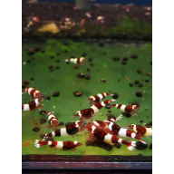 10 X Panda Red / red ruby Freshwater aquarium shrimp Size approx 1 CM - PLUS 2 EXTRA (DOA)