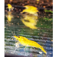 10 X CARIDINA YELLOW KING KONG Caridina Freshwater aquarium shrimp Size approx 1 CM - PLUS 2 EXTRA (DOA)