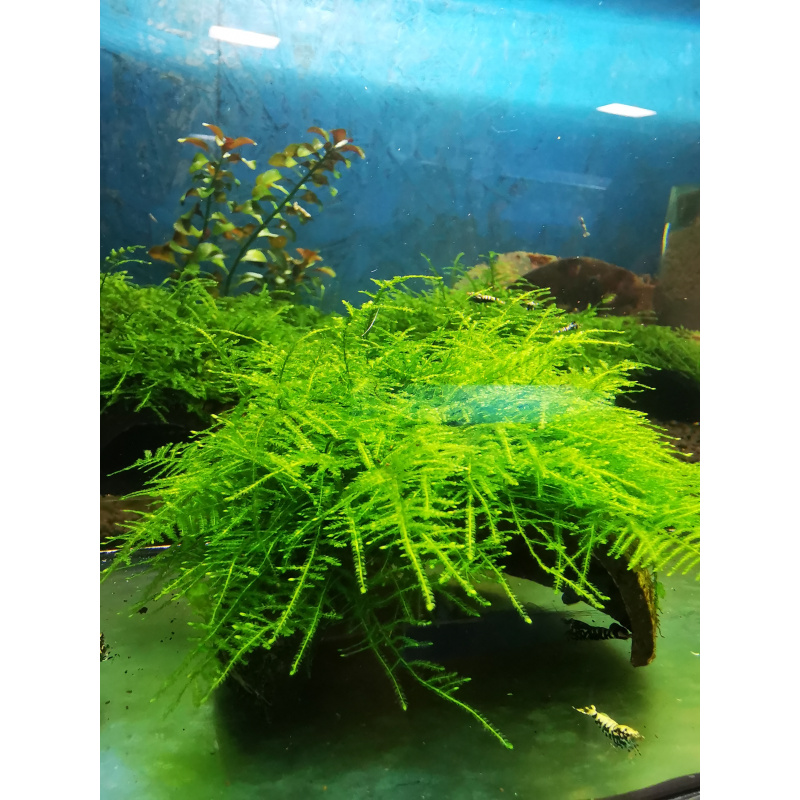 TAIWAN MOSS JAVA AQUARIUM MOSS ON THE HALF OF COCONUT SHELL