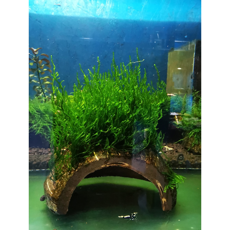 FLAME MOSS BEAUTIFUL AQUARIUM MOSS ON THE HALF OF COCONUT SHELL
