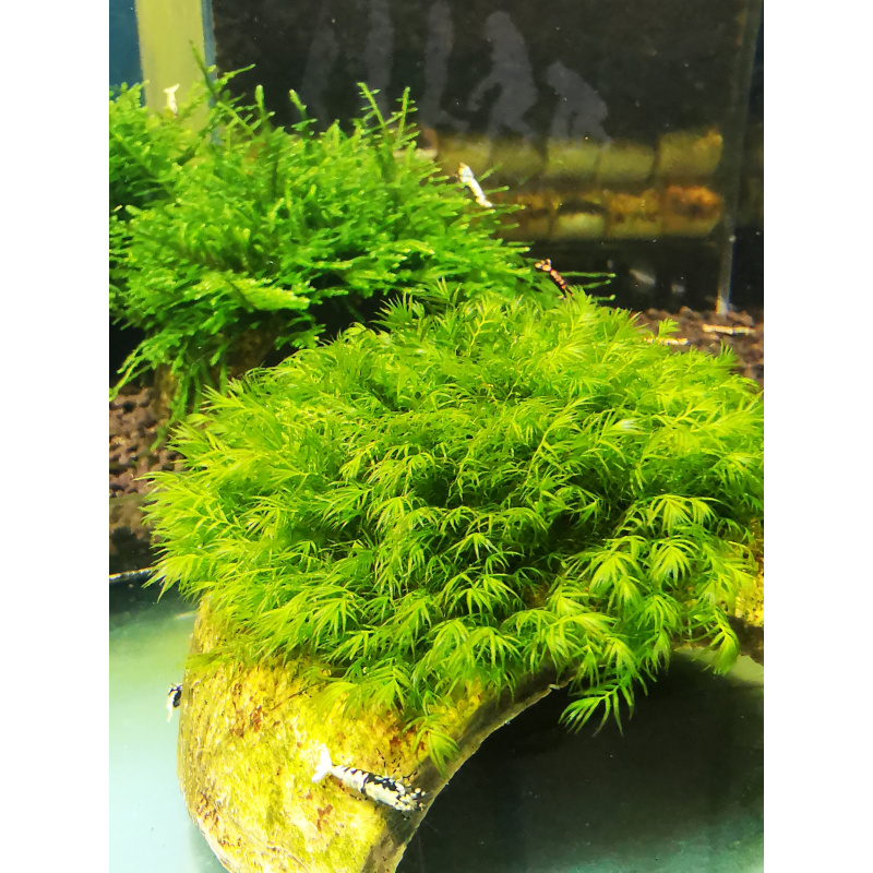 FISSIDENS MOSS ON THE HALF OF COCONUT SHELL