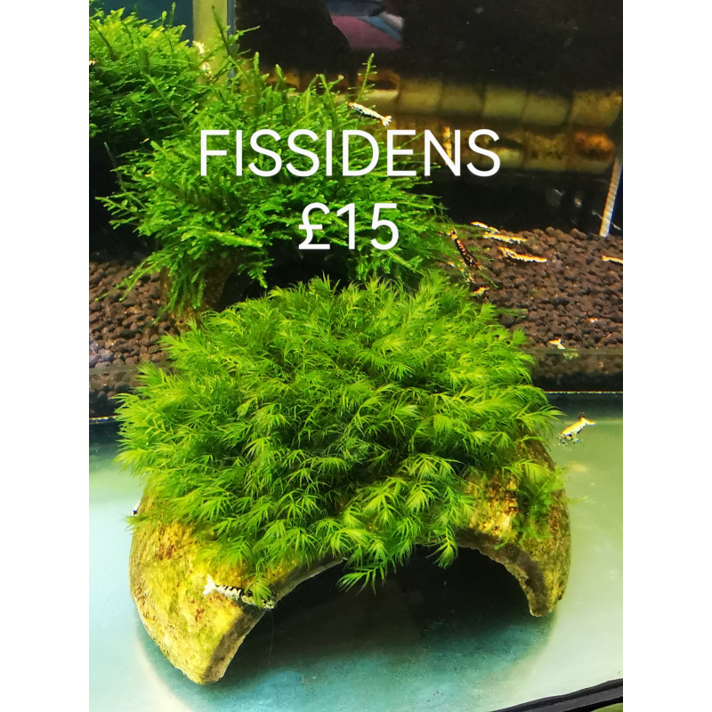FISSIDENS MOSS ON THE HALF OF COCONUT SHELL