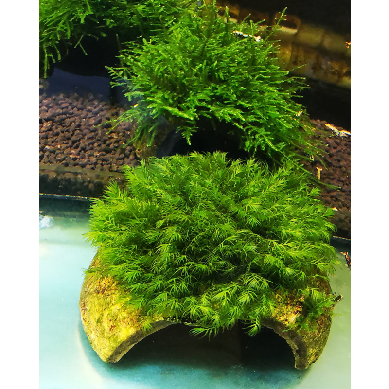 FISSIDENS MOSS ON THE HALF OF COCONUT SHELL