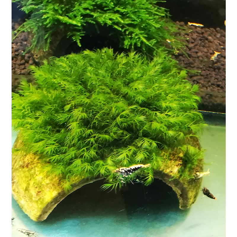 FISSIDENS MOSS ON THE HALF OF COCONUT SHELL