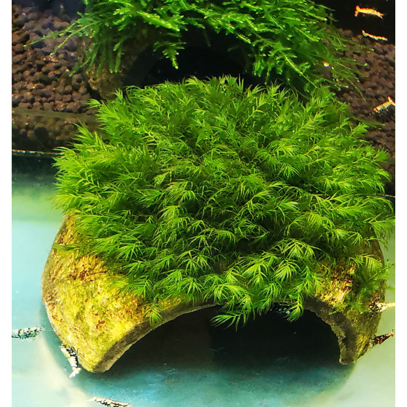 FISSIDENS MOSS ON THE HALF OF COCONUT SHELL