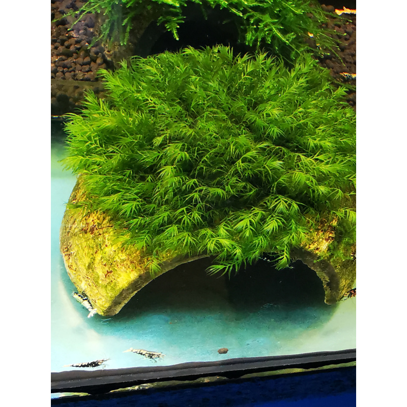 FISSIDENS MOSS ON THE HALF OF COCONUT SHELL