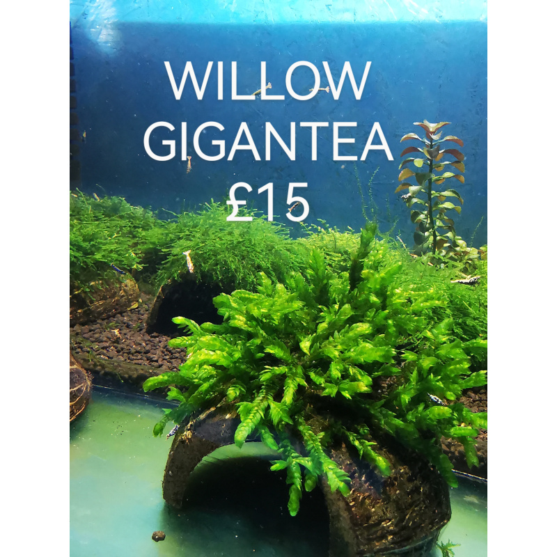 WILLOW GIGANTEA RARE AQUARIUM MOSS ON THE HALF OF COCONUT SHELL