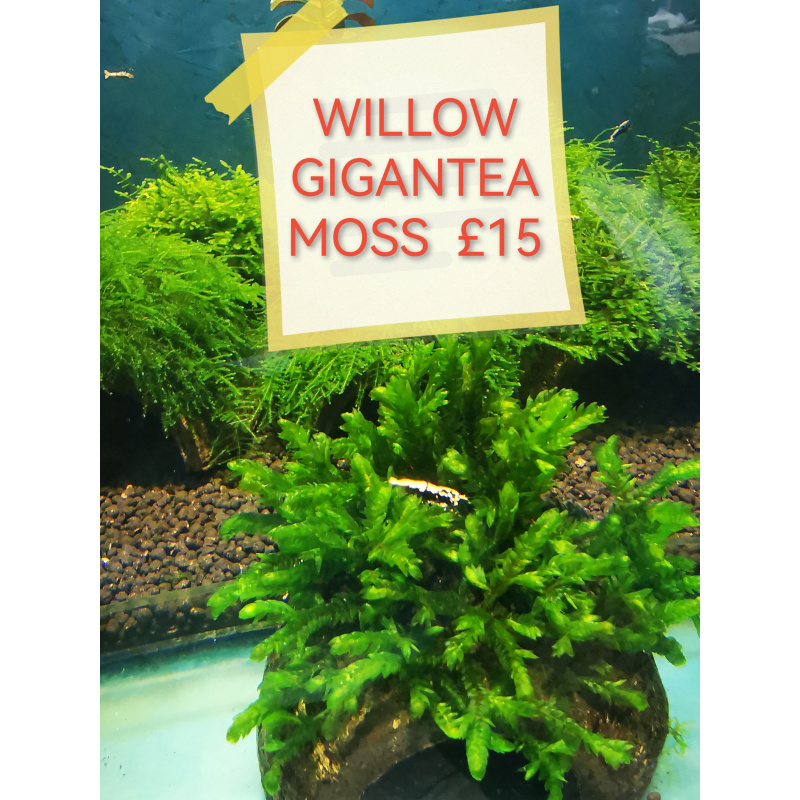 WILLOW GIGANTEA RARE AQUARIUM MOSS ON THE HALF OF COCONUT SHELL